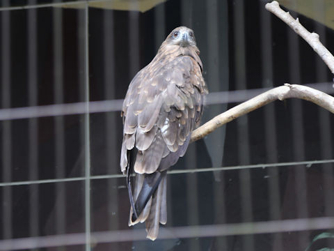 Milvus migrans
