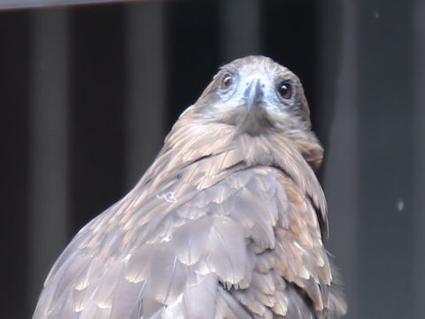 Milvus migrans