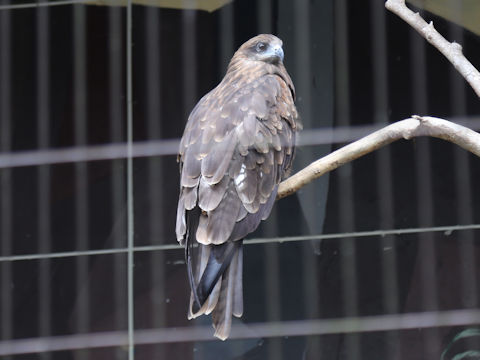 Milvus migrans
