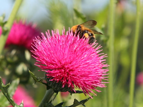 Bombus diversus diversus