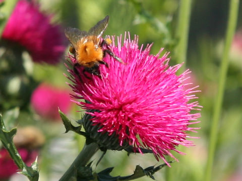 Bombus diversus diversus