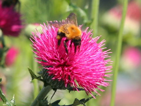 Bombus diversus diversus