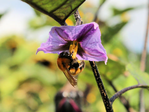 Bombus diversus diversus