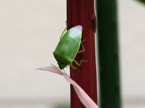 Glaucias subpunctatus