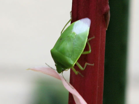 Glaucias subpunctatus