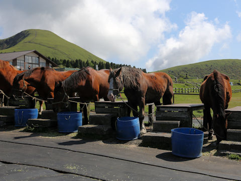 Equus caballus