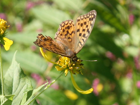 Fabriciana adippe