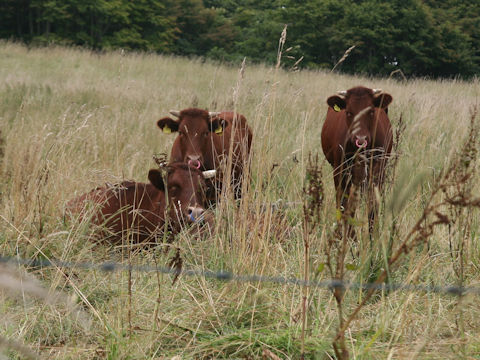 Bos taurus