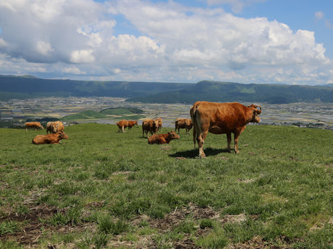 Bos taurus
