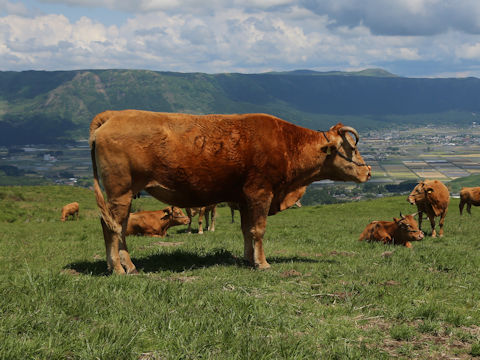 Bos taurus