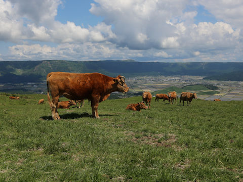 Bos taurus