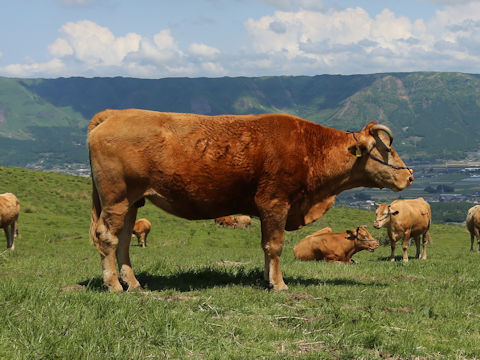 Bos taurus