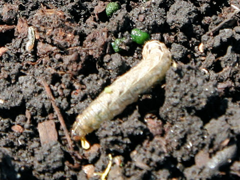 Mamestra brassicae