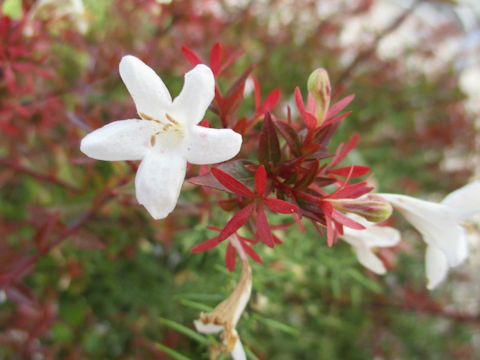 Abelia x grandiflora