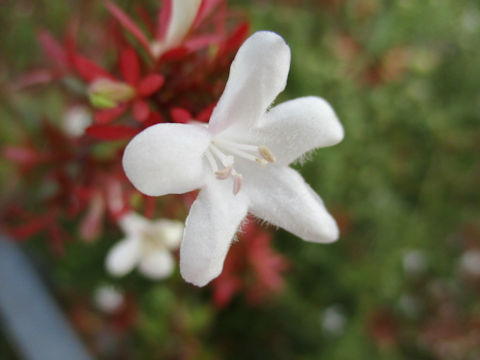 Abelia x grandiflora