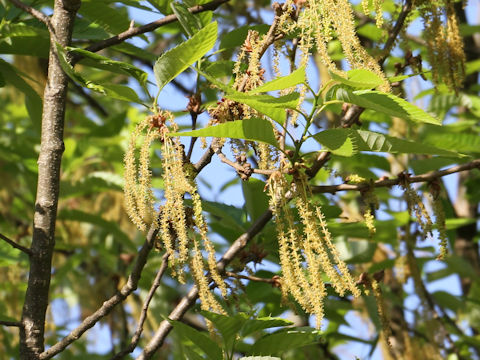 Quercus variabilis