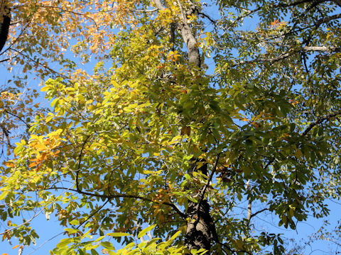 Quercus variabilis