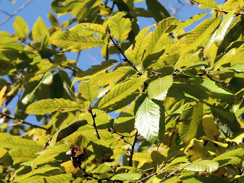 Quercus variabilis