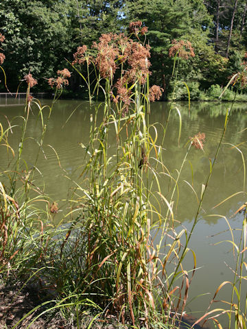 Scirpus wichurae