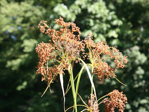 Scirpus wichurae