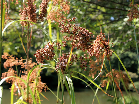 Scirpus wichurae