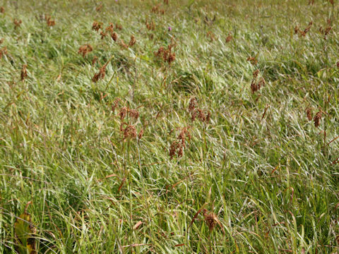 Scirpus wichurae