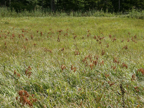 Scirpus wichurae