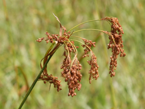 Scirpus wichurae