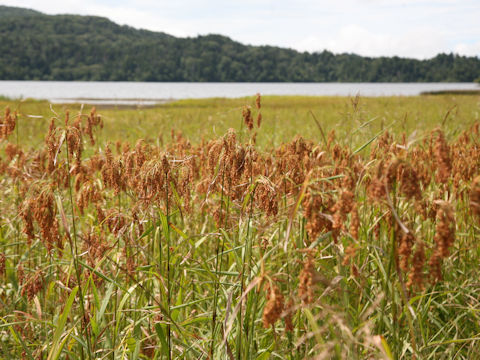 Scirpus wichurae
