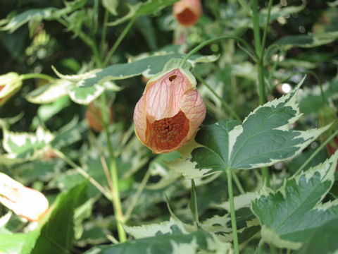 Abutilon x hybridum