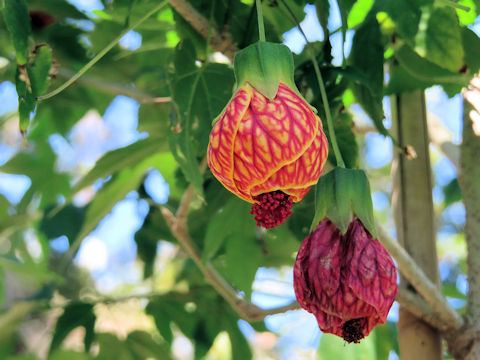 Abutilon x hybridum