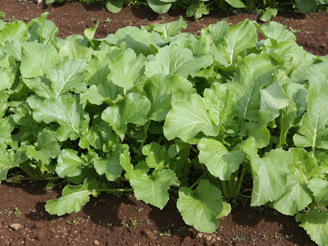 Brassica rapa var. oleifera