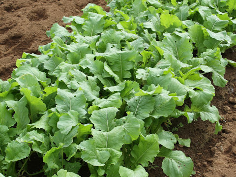 Brassica rapa var. oleifera