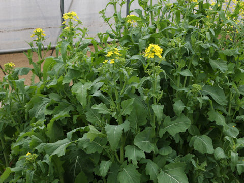 Brassica rapa var. oleifera