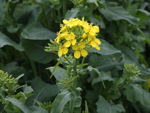 Brassica rapa var. oleifera