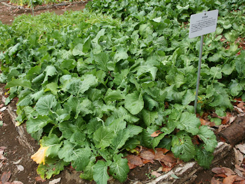 Brassica rapa var. oleifera