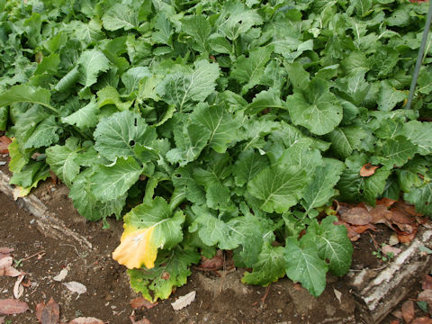 Brassica rapa var. oleifera