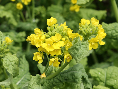 Brassica rapa var. oleifera