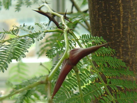 Acacia cornigera