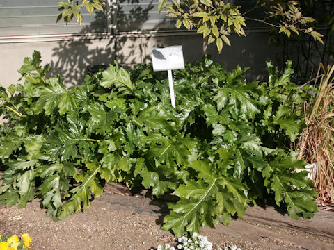 Acanthus mollis