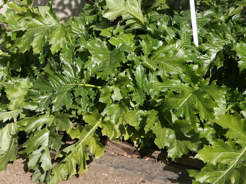 Acanthus mollis
