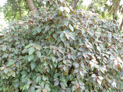 Acalypha wilkesiana cv.