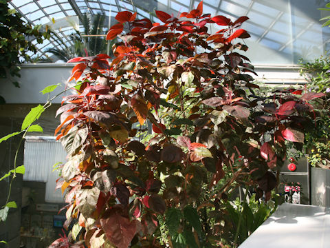 Acalypha wilkesiana cv. Macrophylla