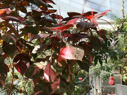 Acalypha wilkesiana cv. Macrophylla