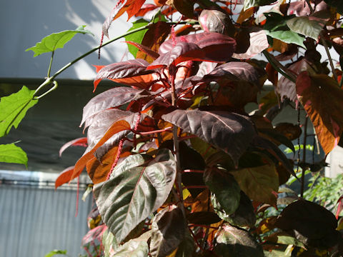 Acalypha wilkesiana cv. Macrophylla