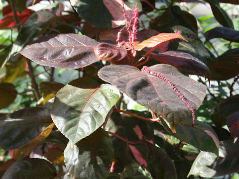 Acalypha wilkesiana cv. Macrophylla