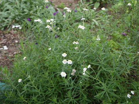 Achillea ptarmica