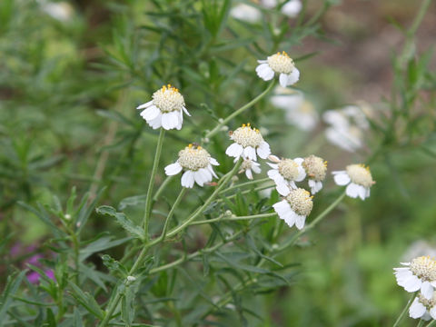 Achillea ptarmica