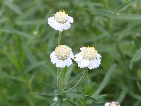 Achillea ptarmica