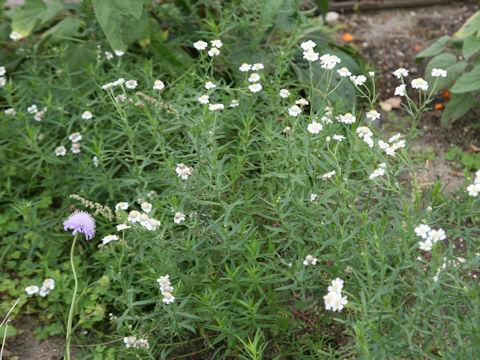 Achillea ptarmica